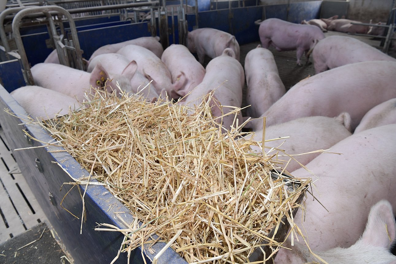 Eine Gruppe von Schweinen drängt sich in einem Abteil eines Stalls vor einer Raufe mit Stroh: Klick führt zu Großansicht im neuen Fenster.