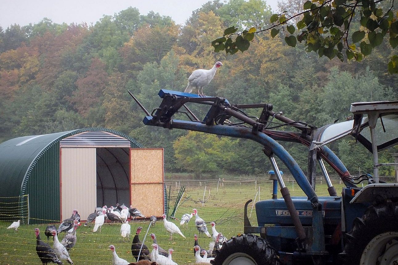 Junge Robustputen sind flugfähig und baumen gern auf.