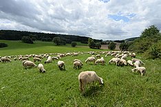 Tierwohl-Indikatoren in der Schafhaltung