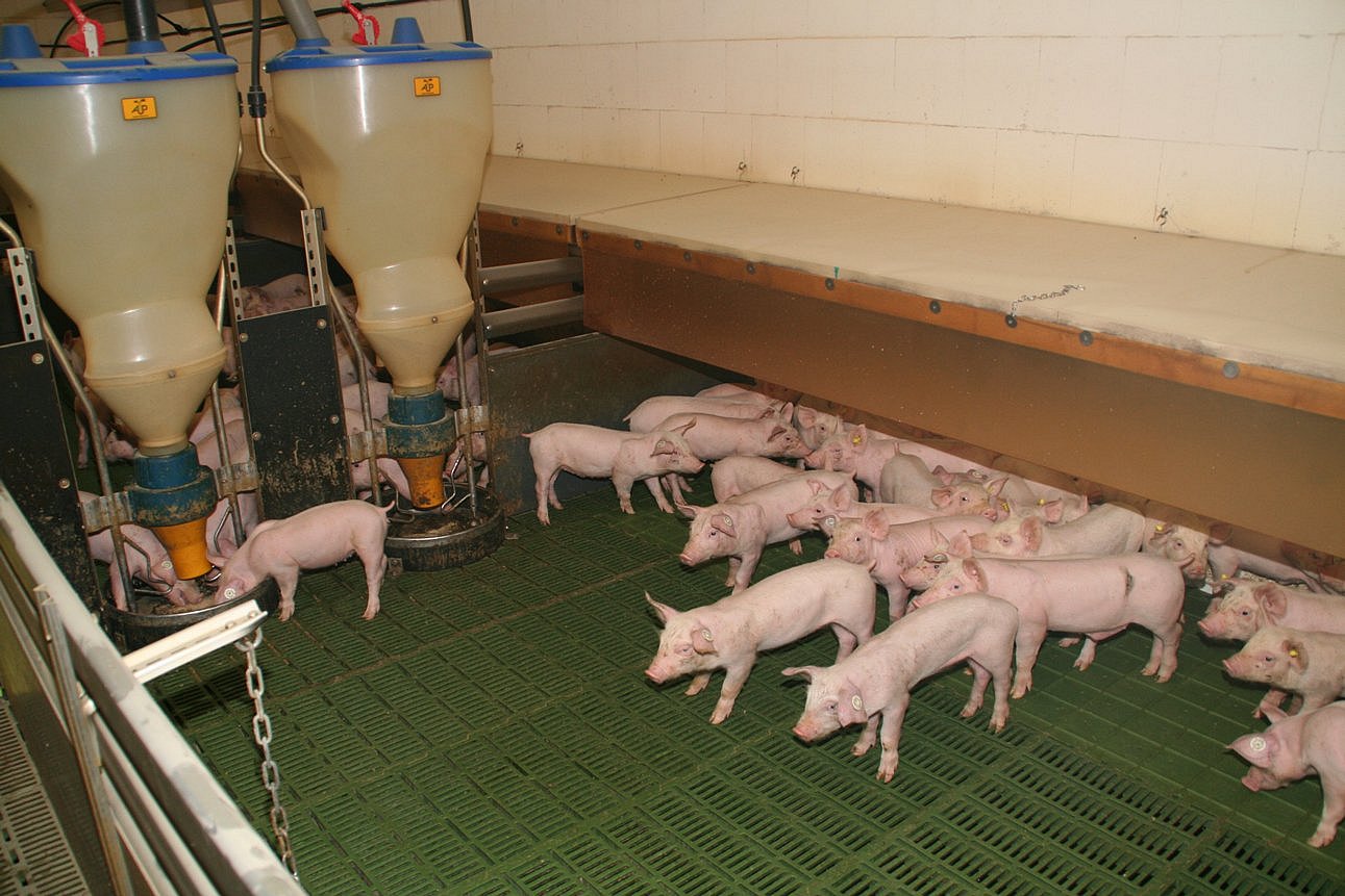 Aufzuchtferkel stehen unter einer Abdeckung mit Lamellenvorhang. Klick führt zu Großansicht im neuen Fenster.