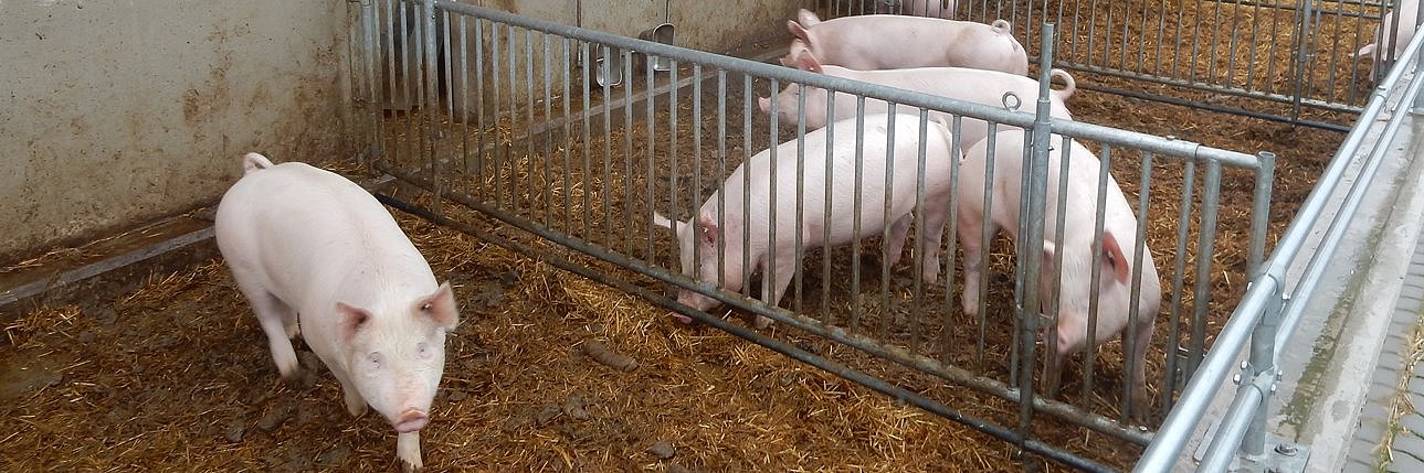 Schweine in einer Auslaufhaltung