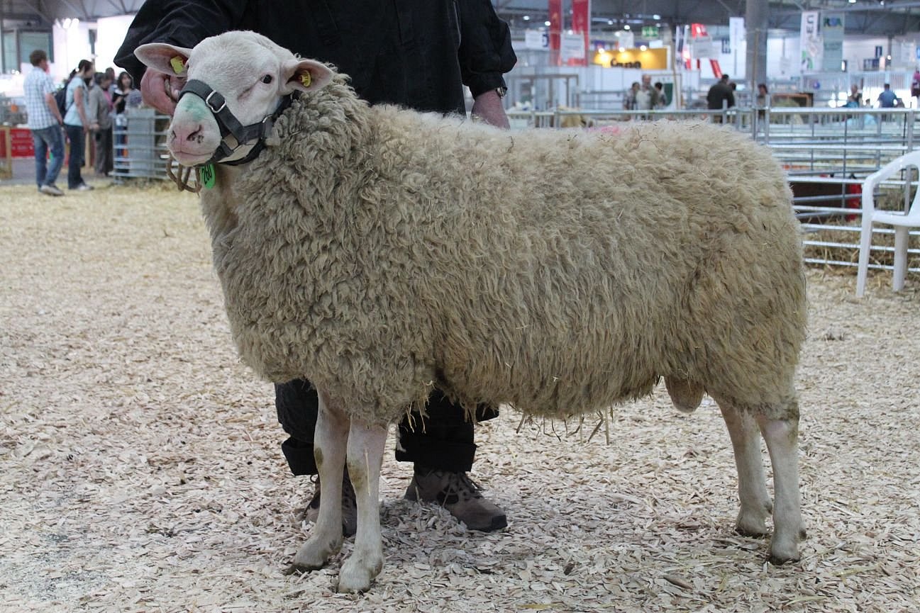 Schaf der Rasse Leineschaf. Klick führt zu Großansicht im neuen Fenster.