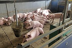 Nützliche Strukturen für Mastschweinebuchten