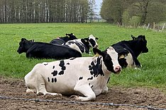 Schwarzbunte Rinder liegend auf der Weide 