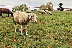 Ein Schaf hinter einem Elektrozaun