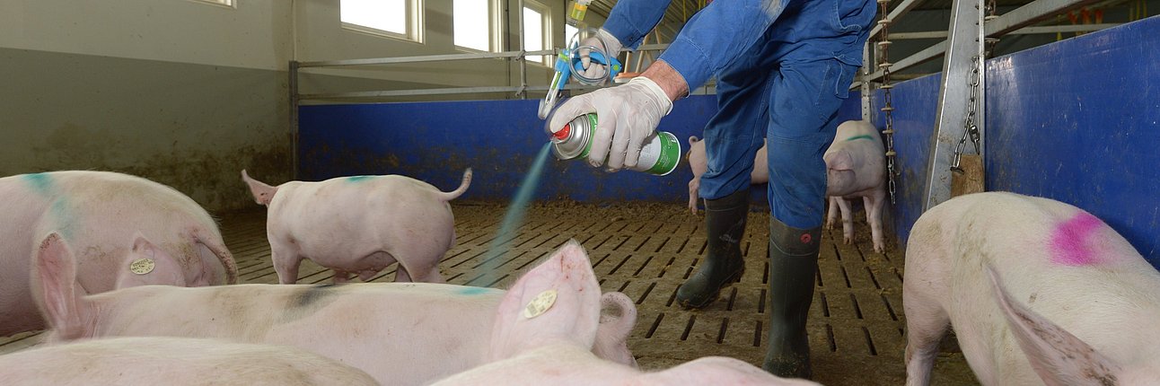 Landwirt Christian Hain bei der Impfung der Tiere.