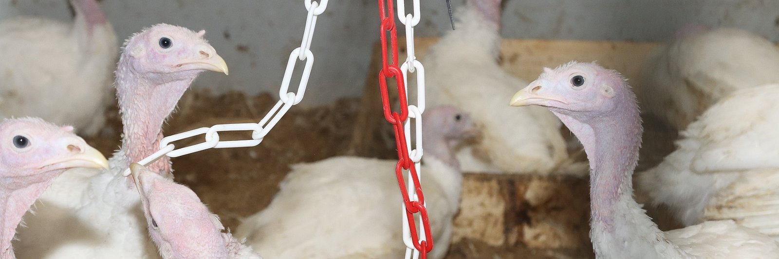 Mehrere Puten um eine Plastikkette herum, welche als Beschäftigungsmaterial dient.