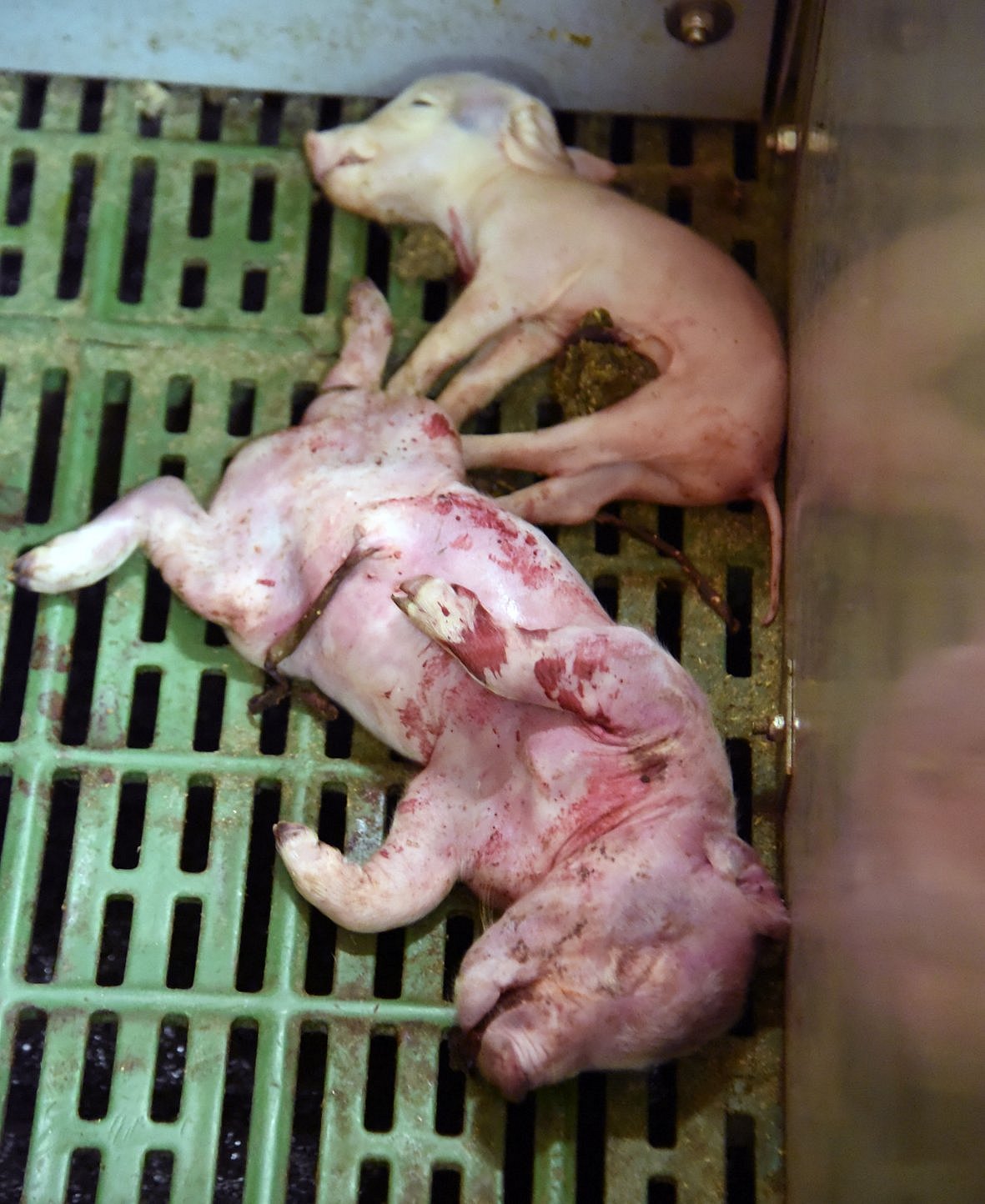 Zwei tote Ferkel. klick führt zu Großansicht im neuen Fenster.