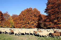 Schafhaltung in Deutschland – Ein Überblick
