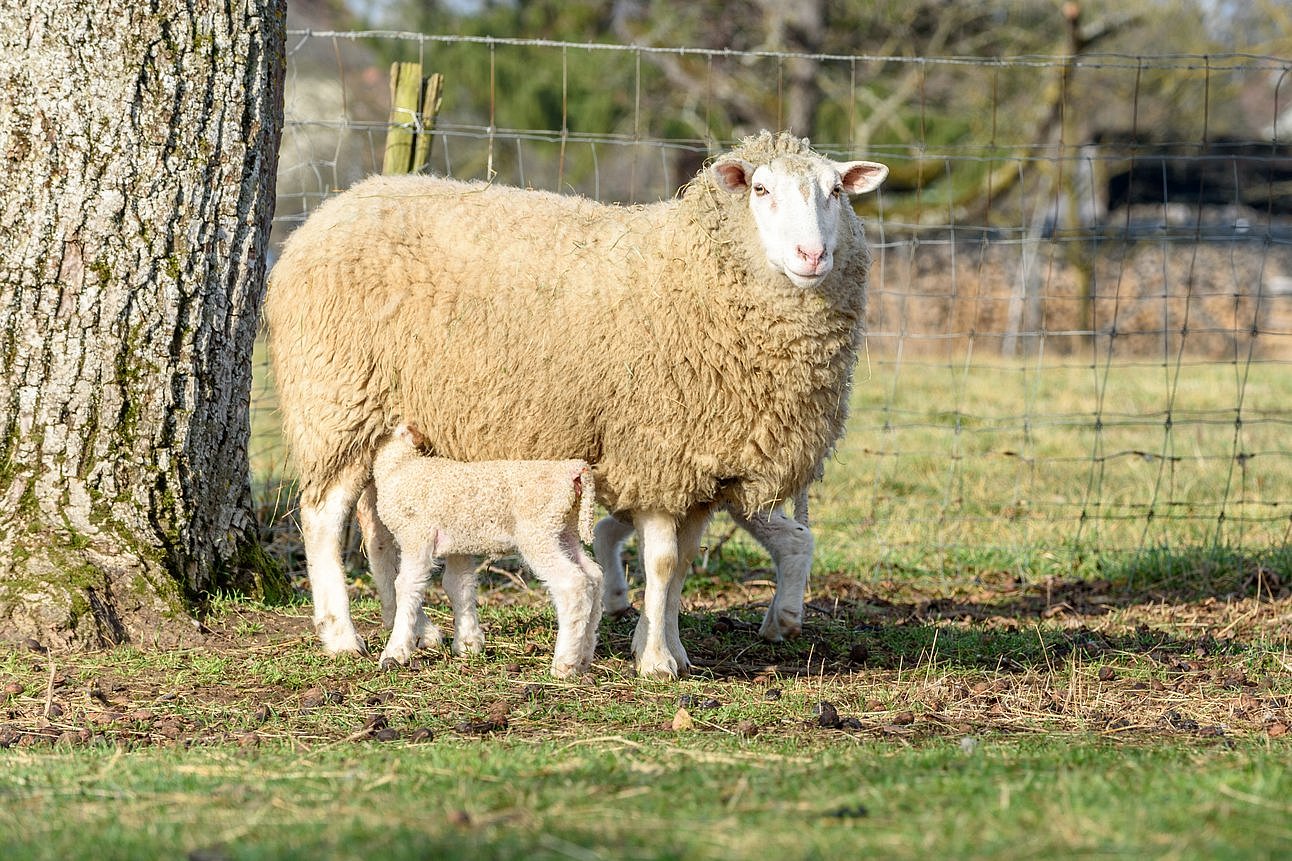 Mutterschaf mit Lamm auf Weide. Klick führt zu Großansicht im neuen Fenster.