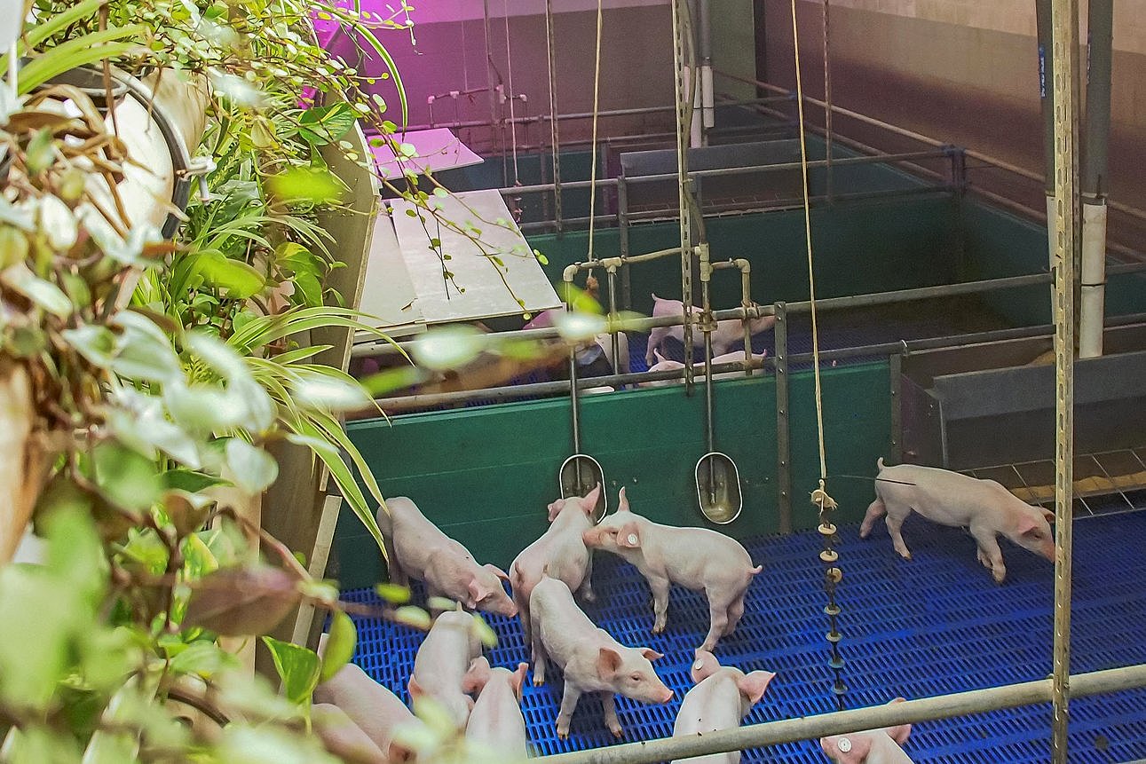 Mehrere Ferkel in einer Bucht. An der Wand sind Grünpflanzen angebracht. Klick führt zu Großansicht in neuem Fenster.