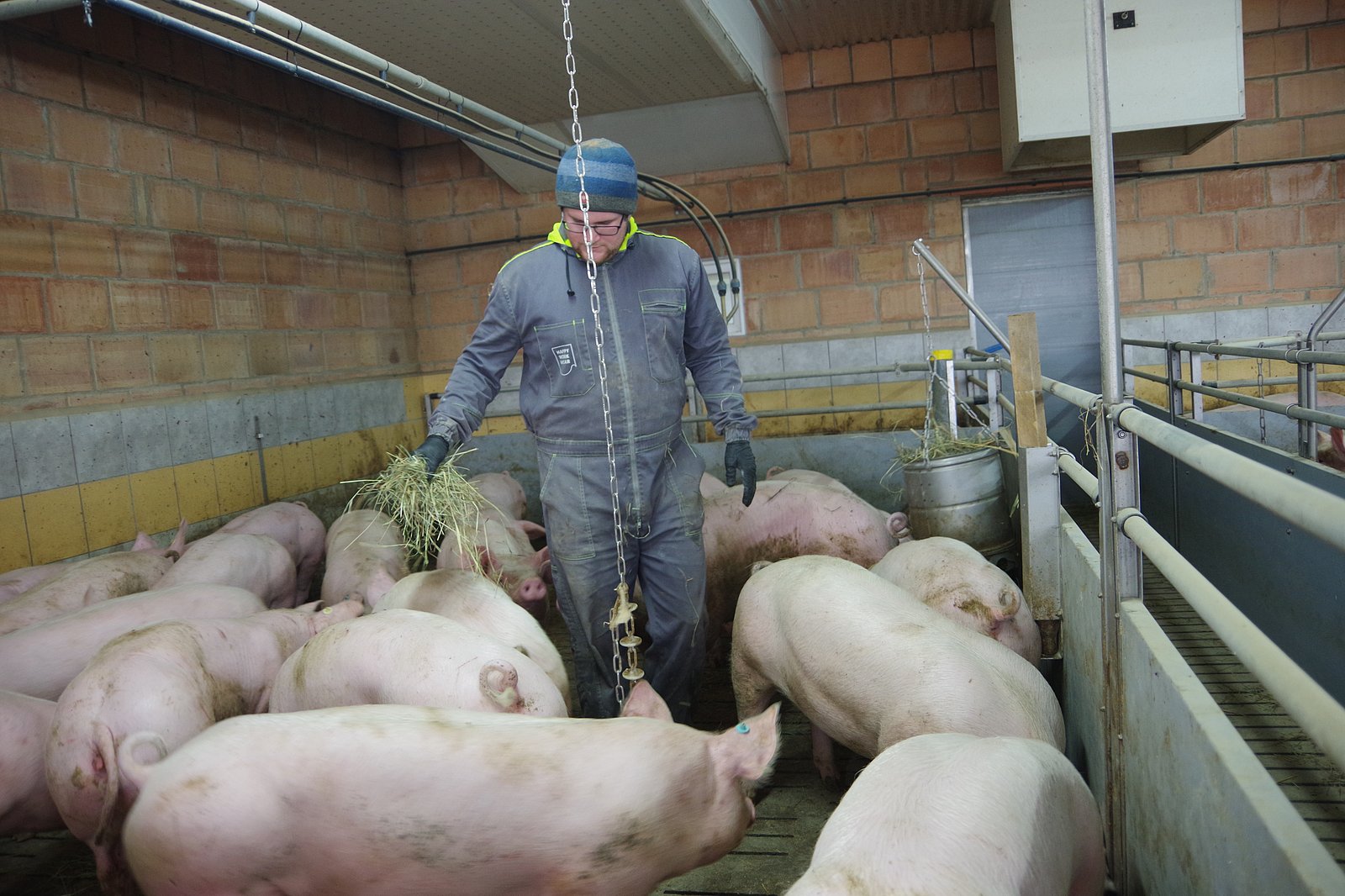 En Landwirt steht im Stall und verfüttert Heu an Schweine. Klick führt zu Großansicht in neuem Fenster.