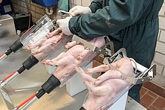 Ein Ferkel wird unter Isofluran-Narkose kastriert. Klick führt zu Großansicht im neuen Fenster.