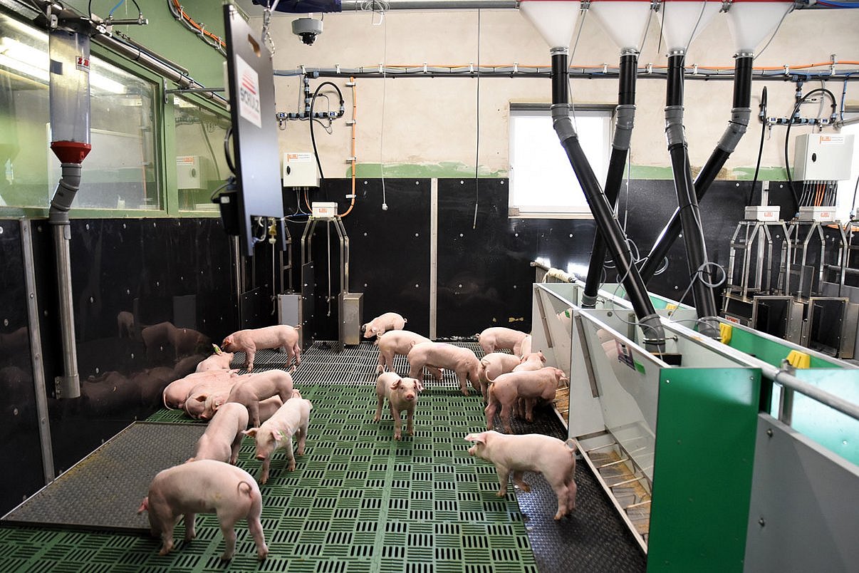 zeigt AufzuchtferkelFerkel im Stall. Auf dem Bild sind Tränkestellen mit Körpertemperatursensoren und Futterautomaten zu sehen. Klick führt zu Großansicht im neuen Fenster.