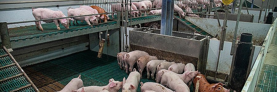 Schweine in einer Bucht mit zwei Ebenen. Klick führt zu Großansicht in neuem Fenster.