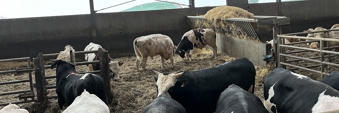 Zwei behornte Rinder stoßen im eingestreuten Stall mit den Köpfen aneinander.