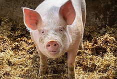 Schwein auf Stroh. Klick führt zu Großansicht im neuen Fenster.