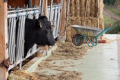 Unfallverhütungsvorschrift - Umsetzung in Milchviehställen