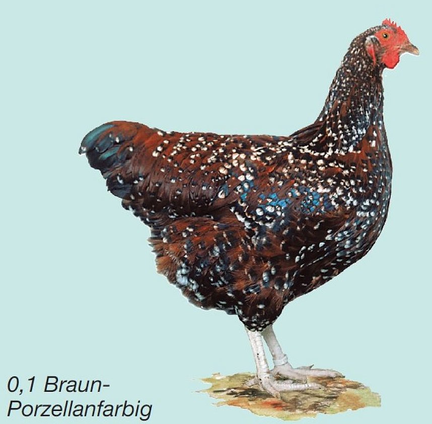 Sussex, braun-porzellanfarbig. Klick öffnet Großansicht im neuen Fenster.