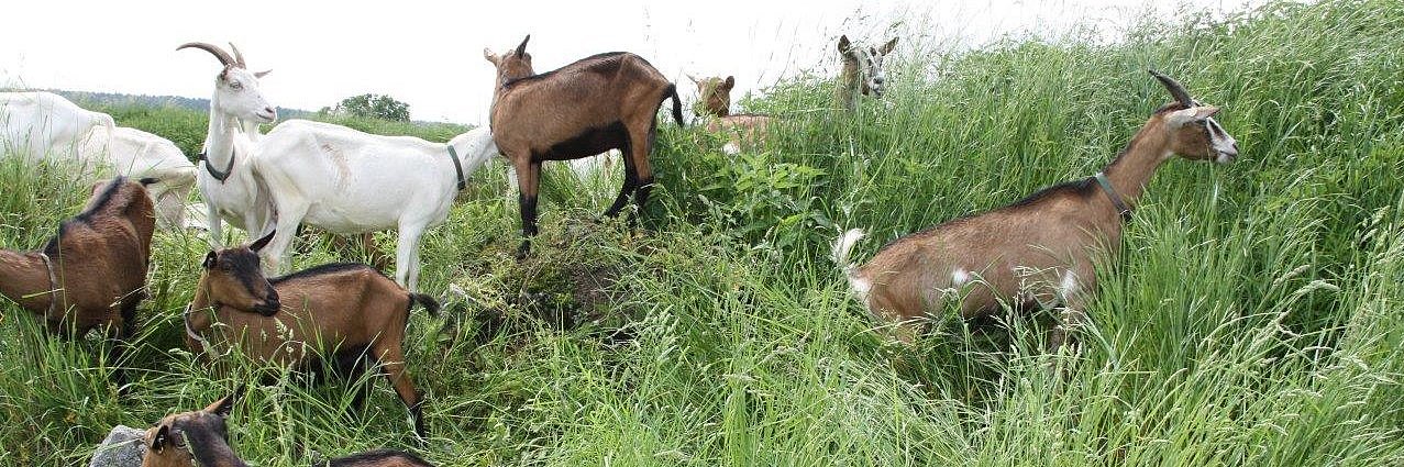 Eine Herde Ziegen im unwegsamen Gelände inmitten von hohem Gras. 