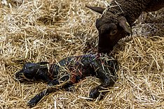 Geburtshilfe beim Schaf