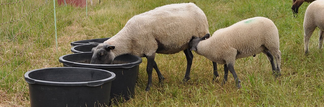  Mehrere große Maurerkübel dienen auf einer Schafweide als Tränkebecken für eine Herde.