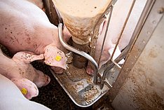 Schweine fressen aus einem Futterautomaten: Klick führt zu Großansicht im neuen Fenster.