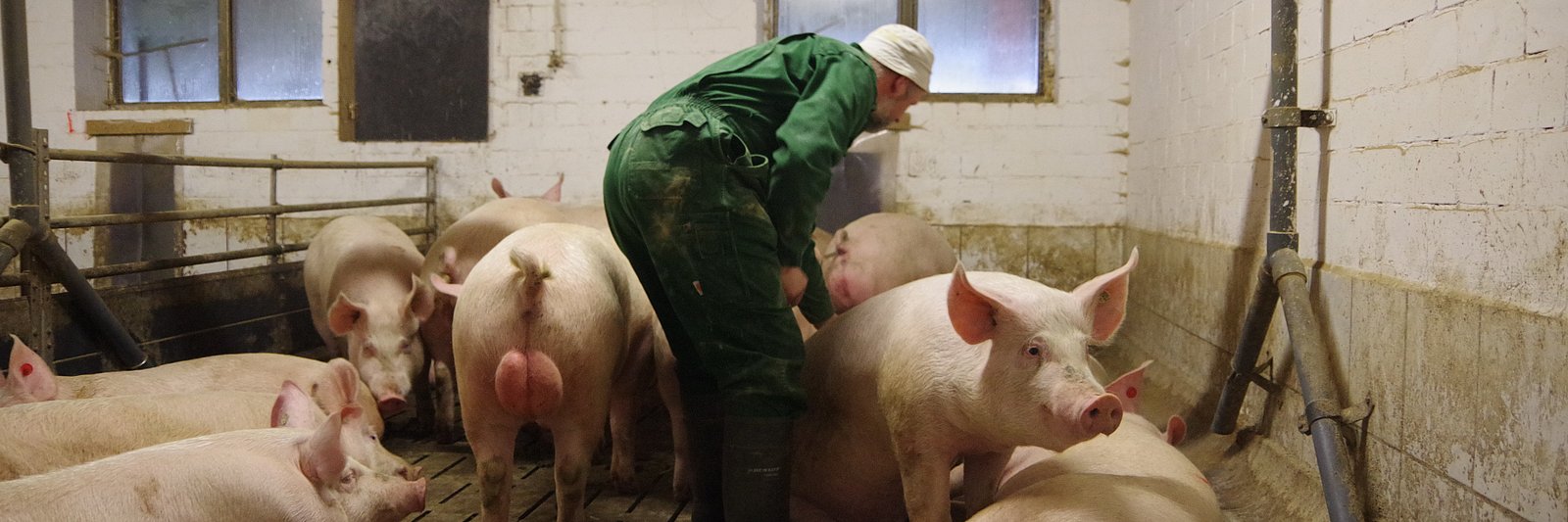 Ein Landwirt steht umringt von Schweinen im Stall.