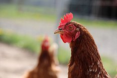 Vogelgrippe, Geflügelpest, Aviäre Influenza