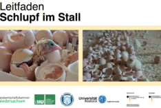 Leitfaden Schlupf im Stall. Bild: Projekt Schlupf im Stall