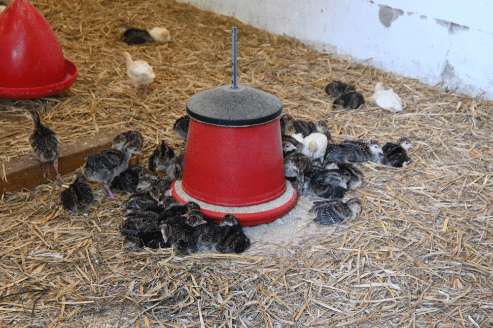 Putenküken im Stall um einen roten Futtertrog. Klick führt zu Großansicht im neuen Fenster. 