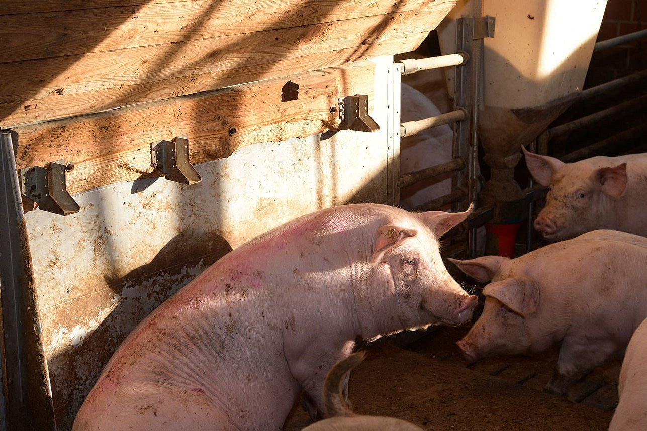 Ein Schwein sitzt in der Sonne. Klick führt zu Großansicht im neuen Fenster.