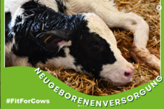 Auf Instagram: Fitforcows. Bild MuD Tierschutz, Fitforcows