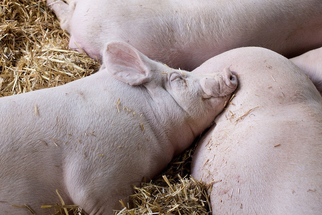 Schweine auf Stroh. Klick führt zu Großansicht in neuem Fenster.