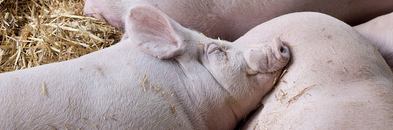 Schweine auf Stroh. Klick führt zu Großansicht in neuem Fenster.
