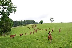 Betriebliche Eigenkontrolle in der Ziegenhaltung