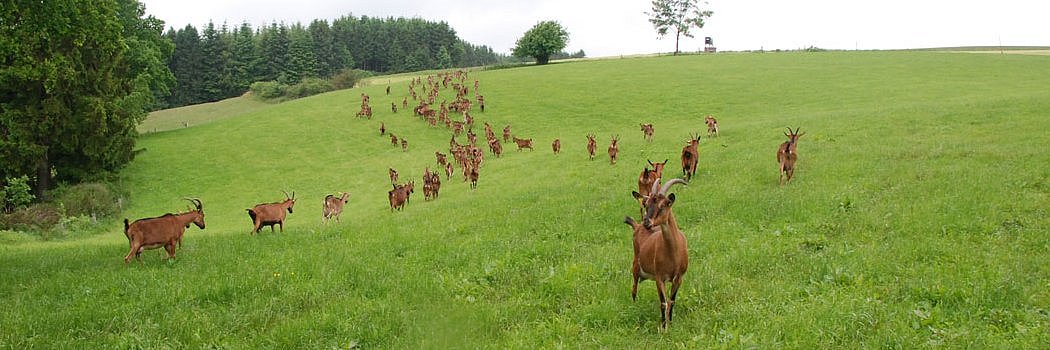 Eine Herde Ziegen auf einer großen Wiese. 