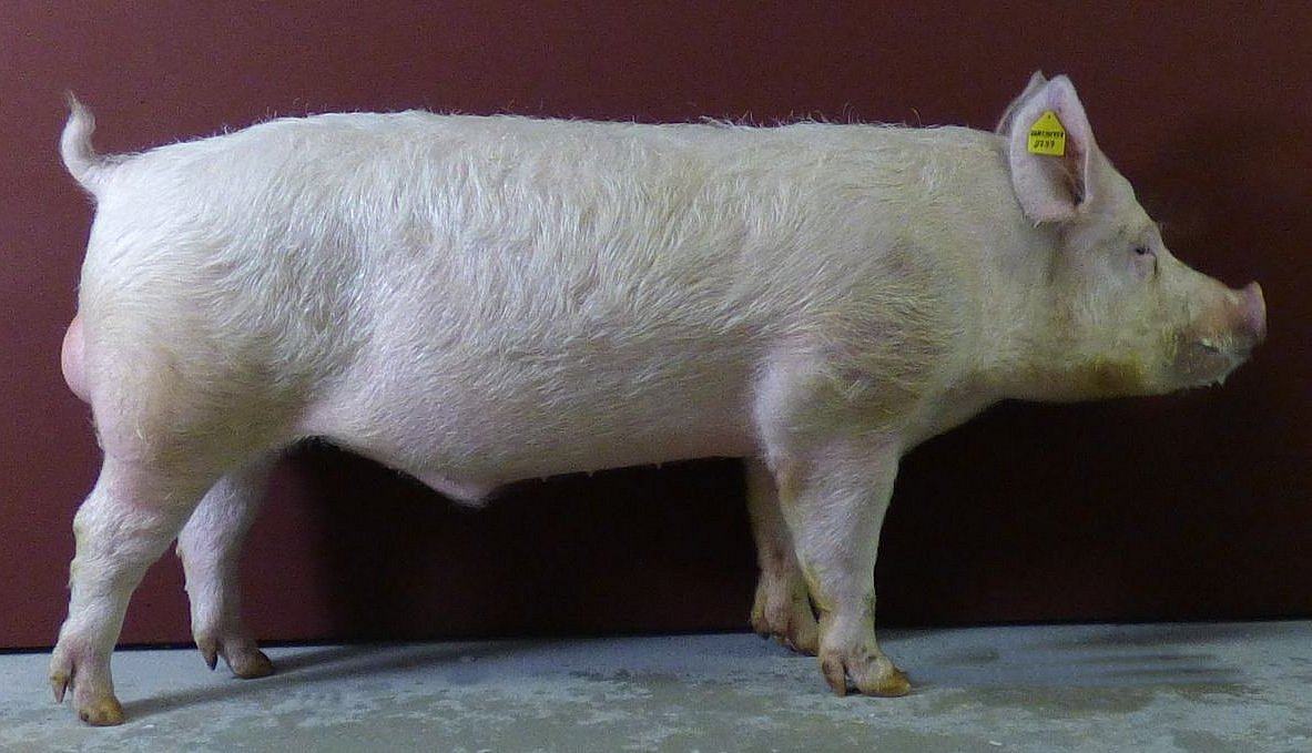 Schwein der Rasse Deutsches Edelschwein. Klick führt zu Großansicht im neuen Fenster.