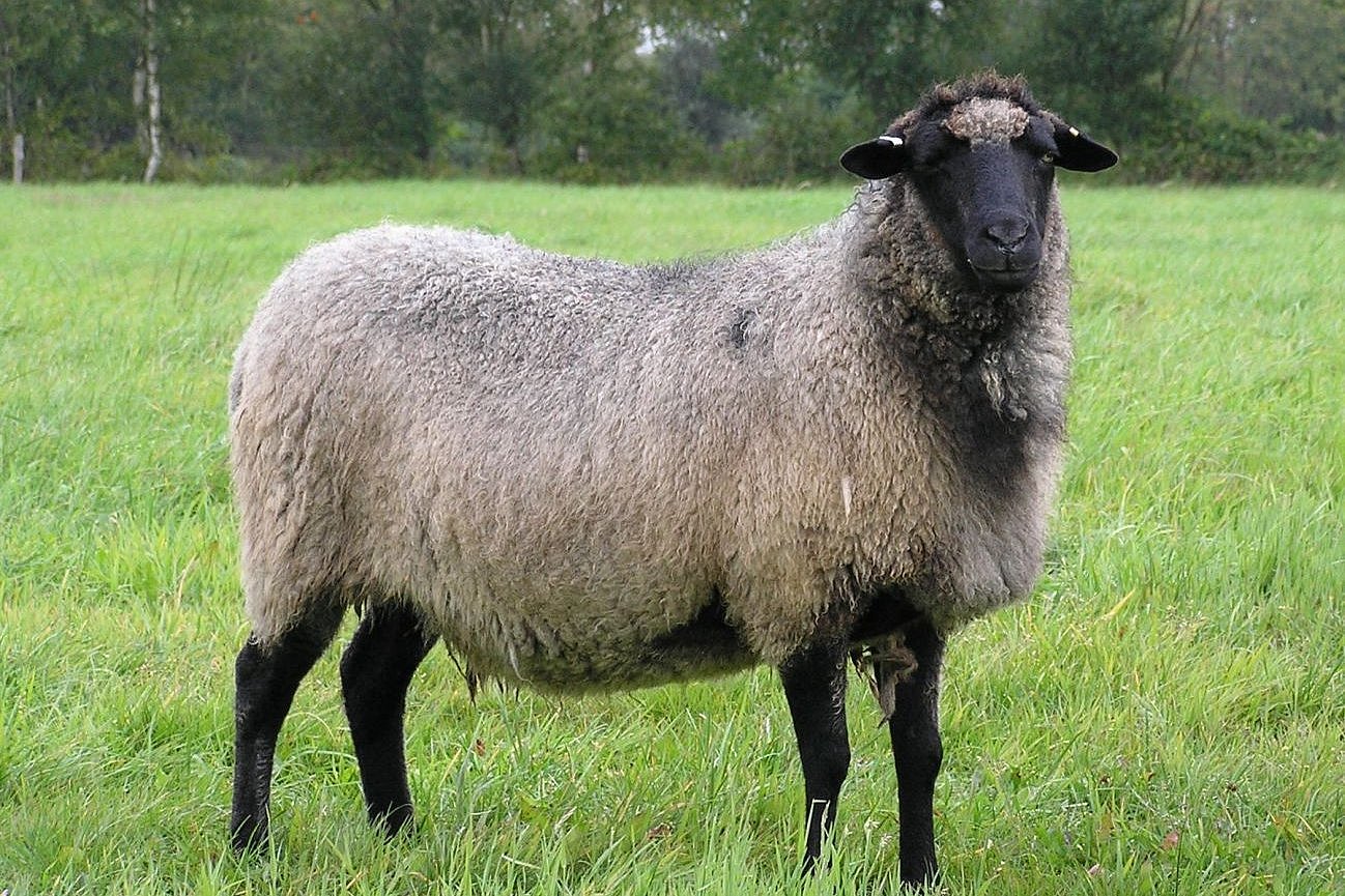 Scah der Rasse Rauhwolliges Pommersches Landschaf. Klick führt zu Großansicht im neuen Fenster.