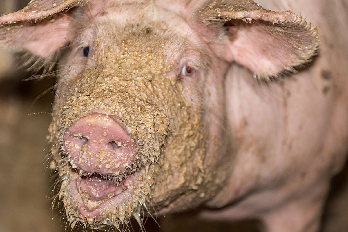 Ein Schwein blickt in die Kamera. Das Gesicht ist voller Futter. Klick führt zu Großansicht im neuen Fenster. 