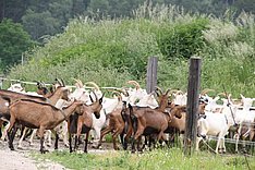 Umgang mit behornten Ziegen