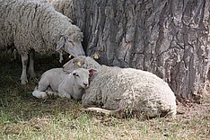 Zwei Schafe und ein Lamm an einem Baum. Ein Schaf und das Lamm liegen. Klick führt zu Großansicht im neuen Fenster. 