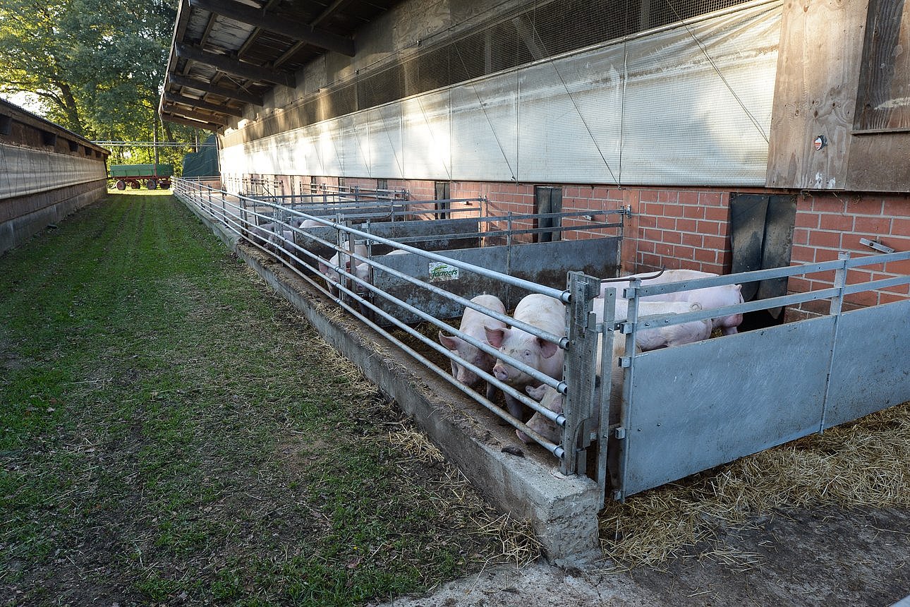 Auslauf eines Schweinestalls. Einige Schweine sind im Freien zu sehen. Klick führt zu Großansicht im neuen Fenster.