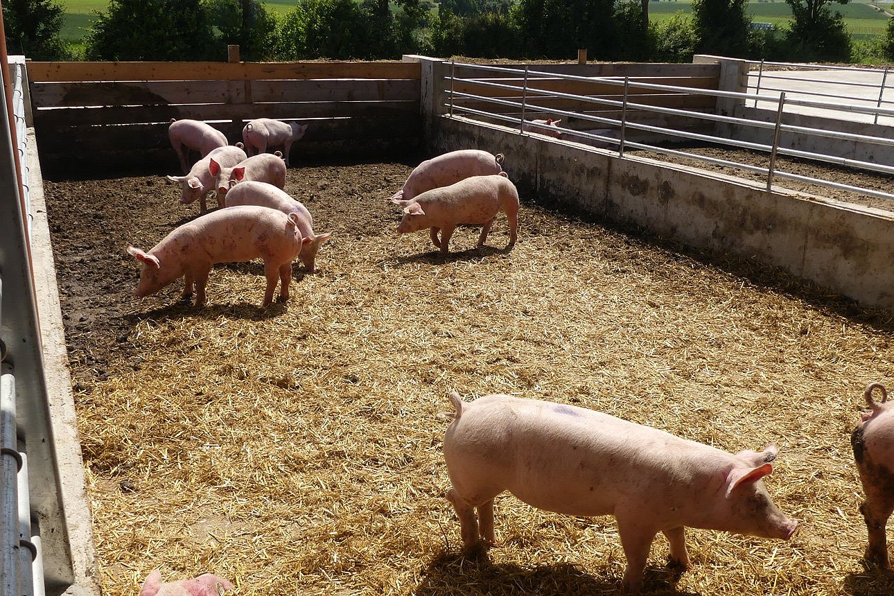 Großzügiger Auslauf für Schweine. Klick führt zu Großansicht im neuen Fenster.