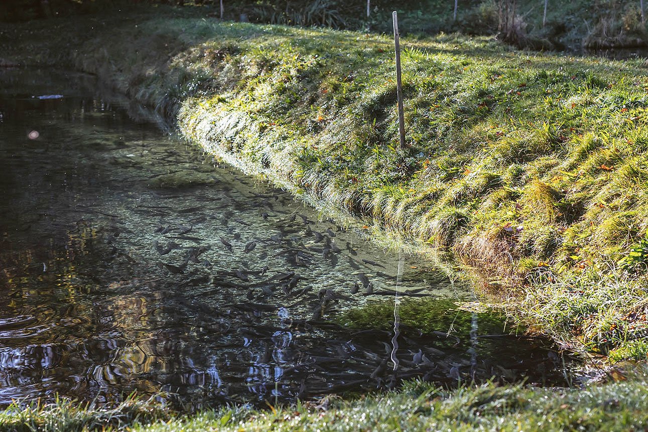 In einem Teich mit Grasbewuchs am Rand schwimmen zahlreiche Fische. Klick führt zu Großansicht im neuen Fenster.