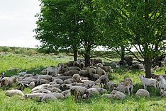 Schafe ruhen auf einer Weide