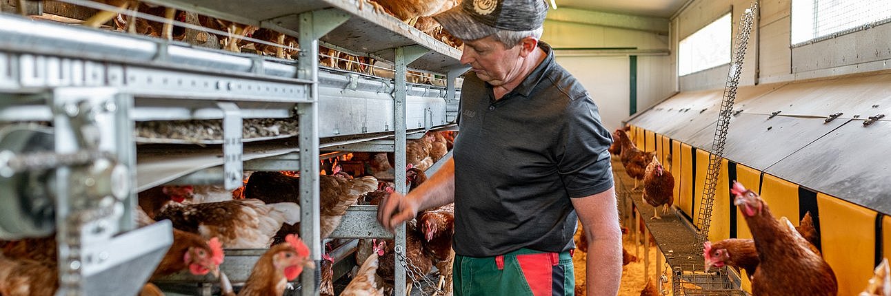 Landwirt steht in einem Hühnerstall (Mobilstall) mit braunen Legehennen