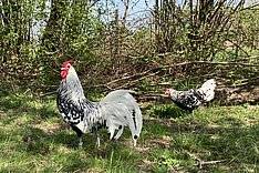 Gefährdete Hühnerrassen