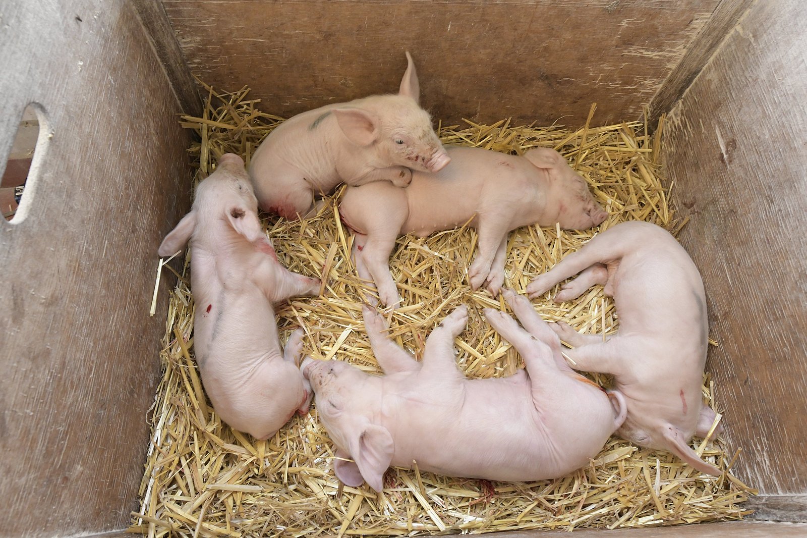 Ferkel in einer Transportbox. Klick führt zu Großansicht im neuen Fenster.