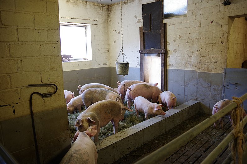 Schweine stehen in einem Stall im Wühlbereich. Klick führt zu Großansicht in neuem Fenster.